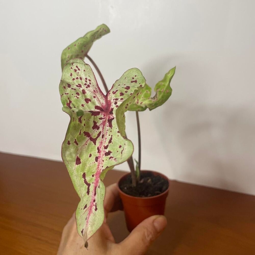 Green and Pink Syngonium Miss Muffet Live plant in 2 inch pot - Picture 4 of 5